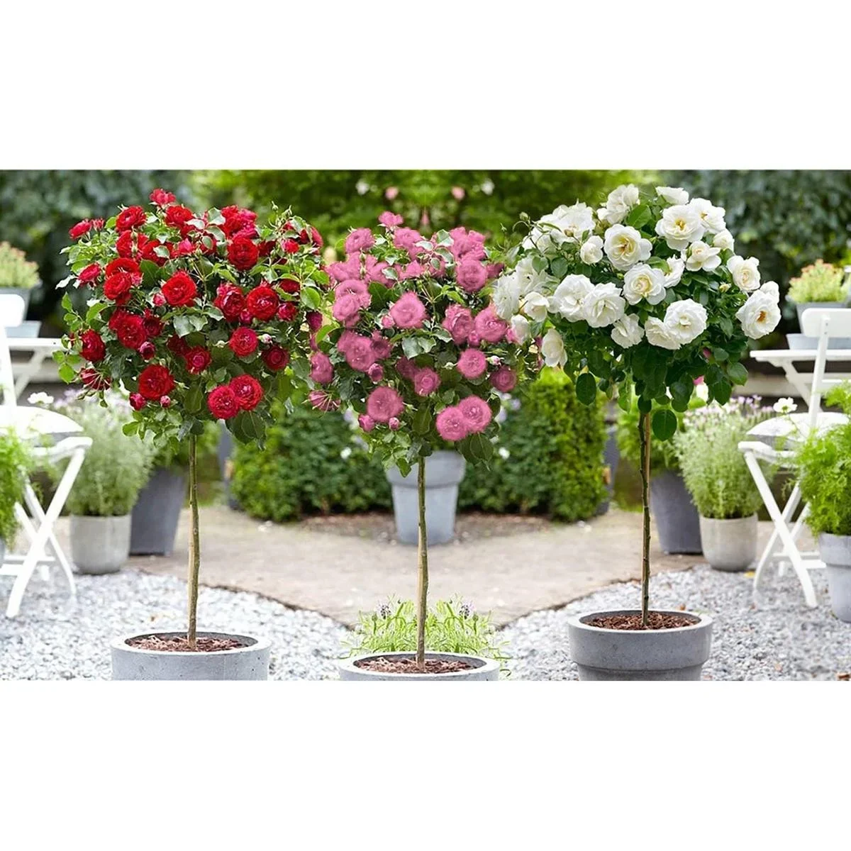 Flower-up Standard Rosen XXL Farbmix - 3 Stück - 120-140 cm - (1 x Rot, Rosa & Weiß) - 0