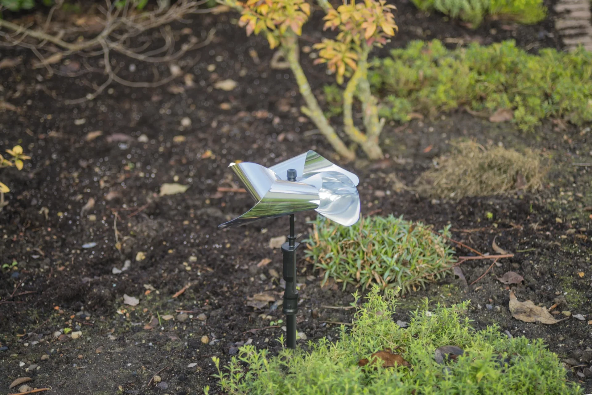 Vogel - Frei Windmühle - 2