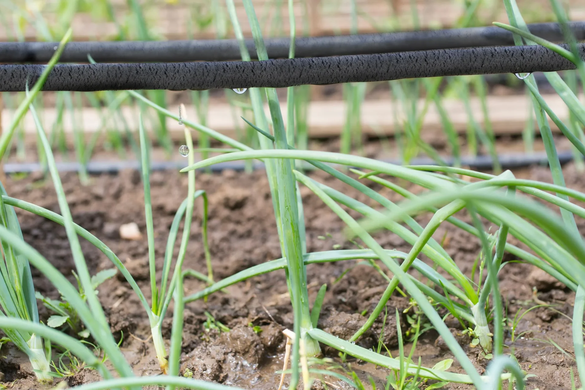 Bewässerungsring Tropfschlauch - 1