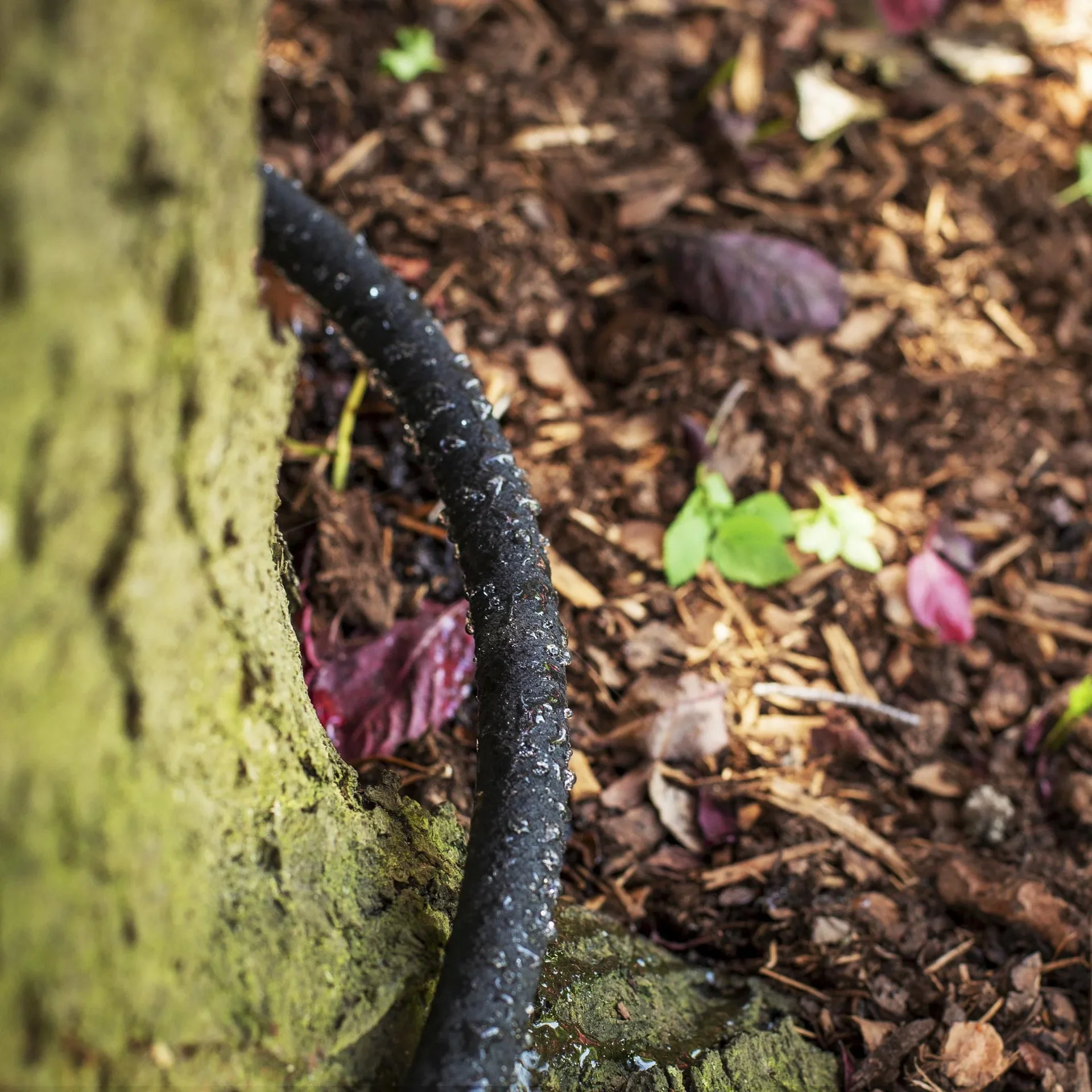 Bewässerungsring Tropfschlauch - 2