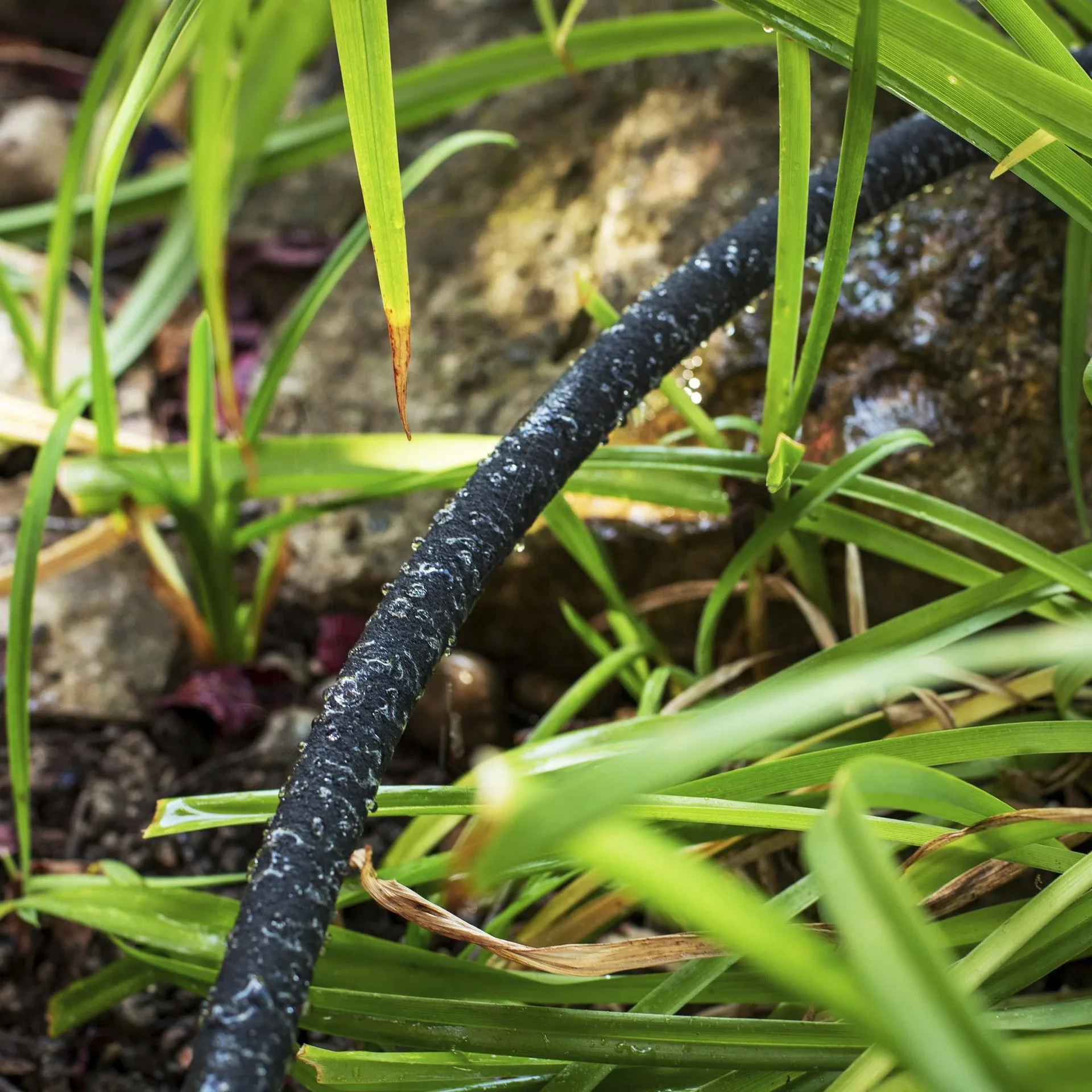 Bewässerungsring Tropfschlauch - 6