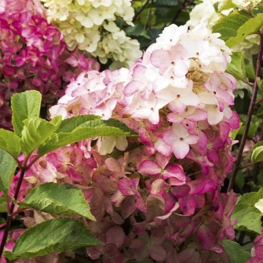 Rispenhortensie "Sundae Fraise", Hydrangea paniculata, 4,6 Liter Topf, 2er-Set - 0