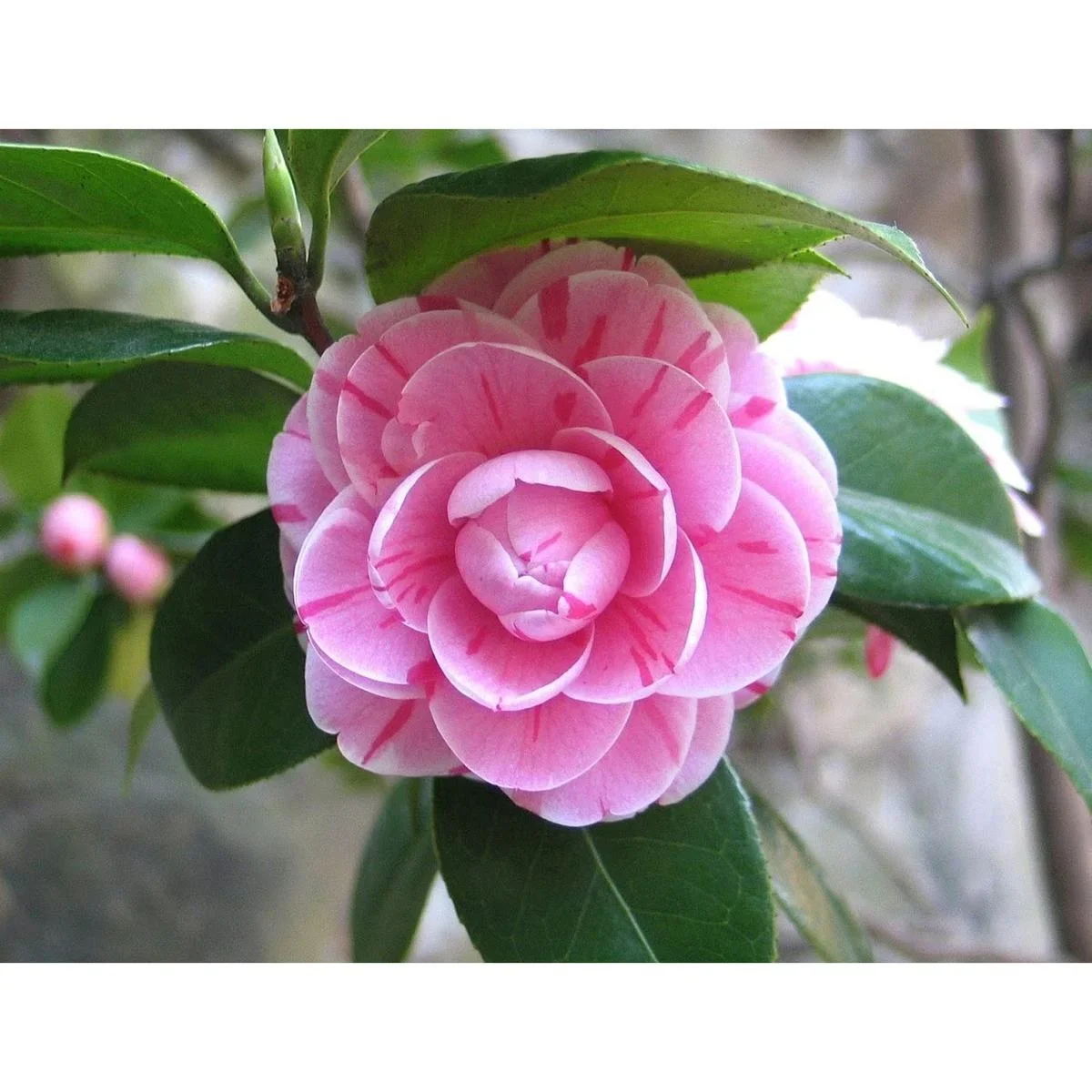 Aufblühende Kamelie XL Strauch 'Japanische Rose' - 2 Stück - 1