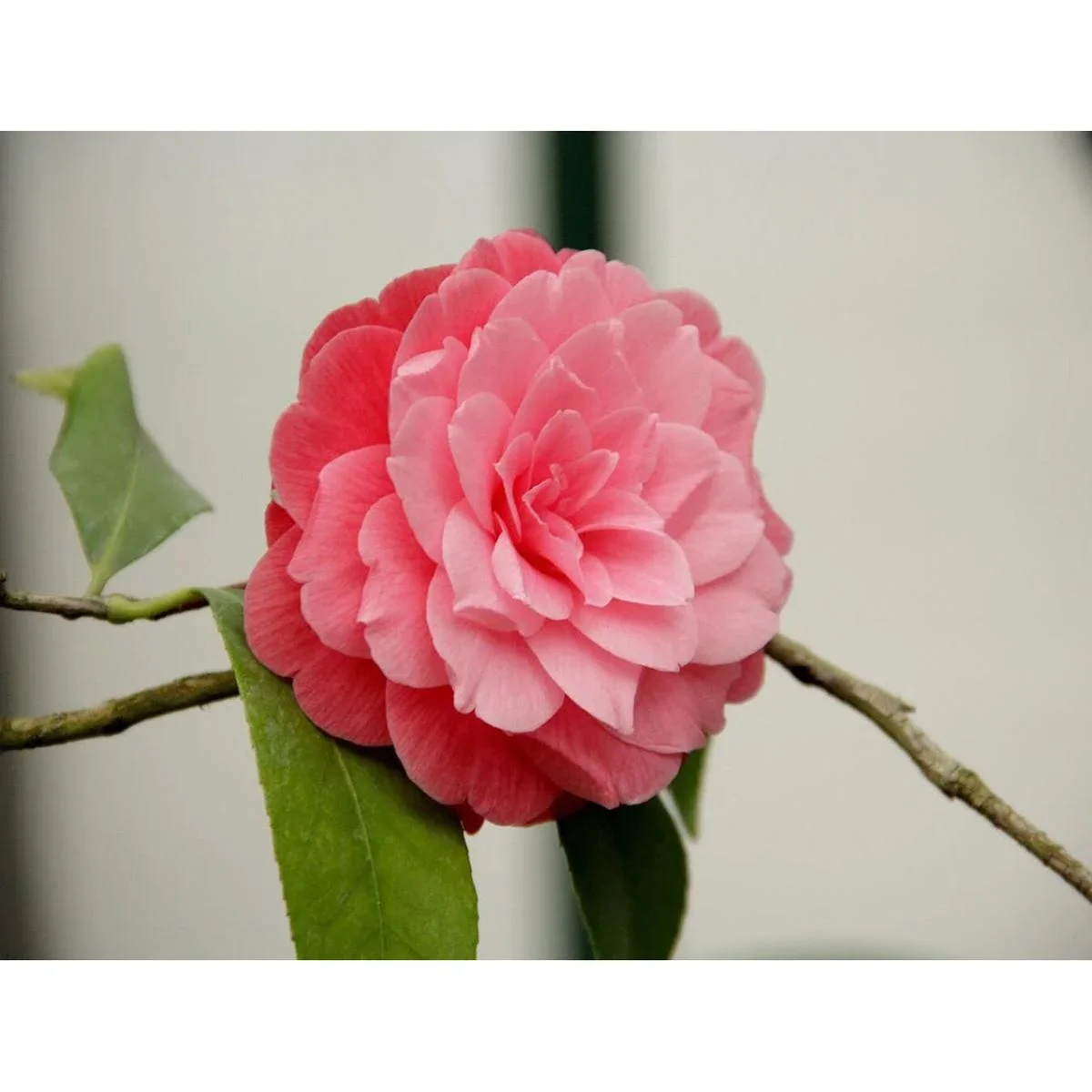 Aufblühende Kamelie XL Strauch 'Japanische Rose' - 2 Stück - 2