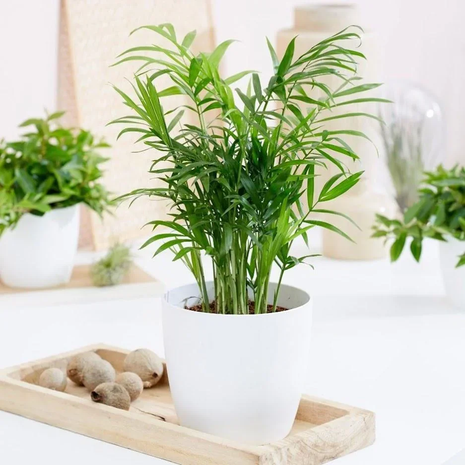 Aufblühende mexikanische Bergpalme - Chamaedorea Elegans - Groß - 50-60cm - 2 Stück - 2