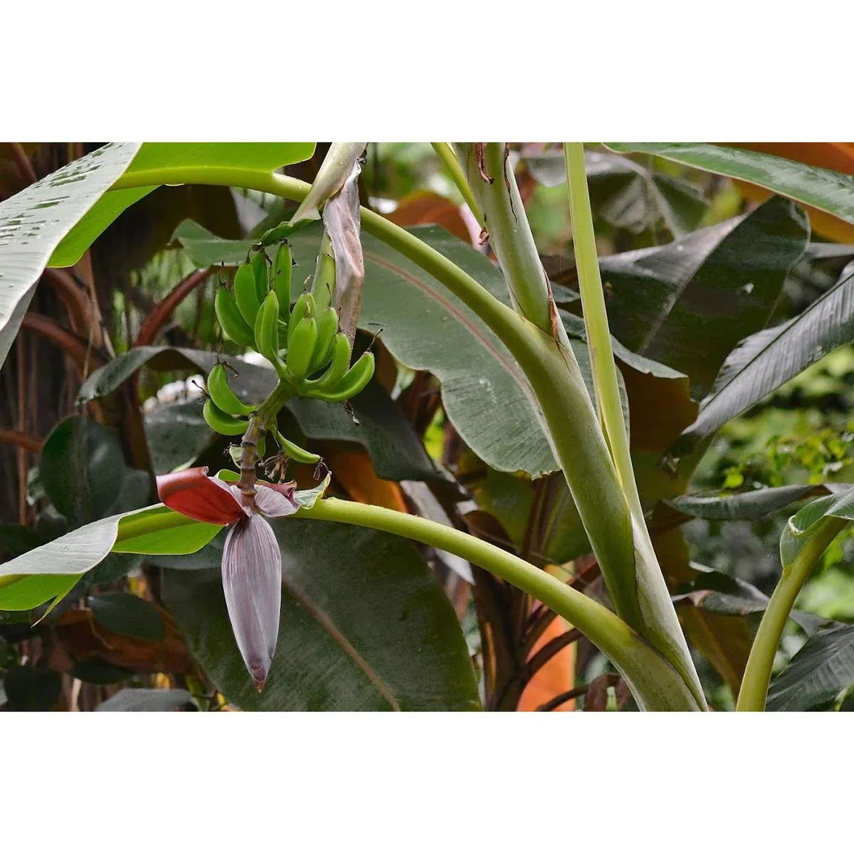 Flower-up Tropische Bananenpflanzen - Musa Oriental Dwarf - 3 Stück - 25- 38Cm - 0