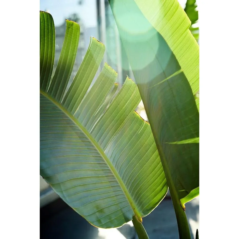 Flower-up Tropische Bananenpflanzen - Musa Oriental Dwarf - 3 Stück - 25- 38Cm - 2
