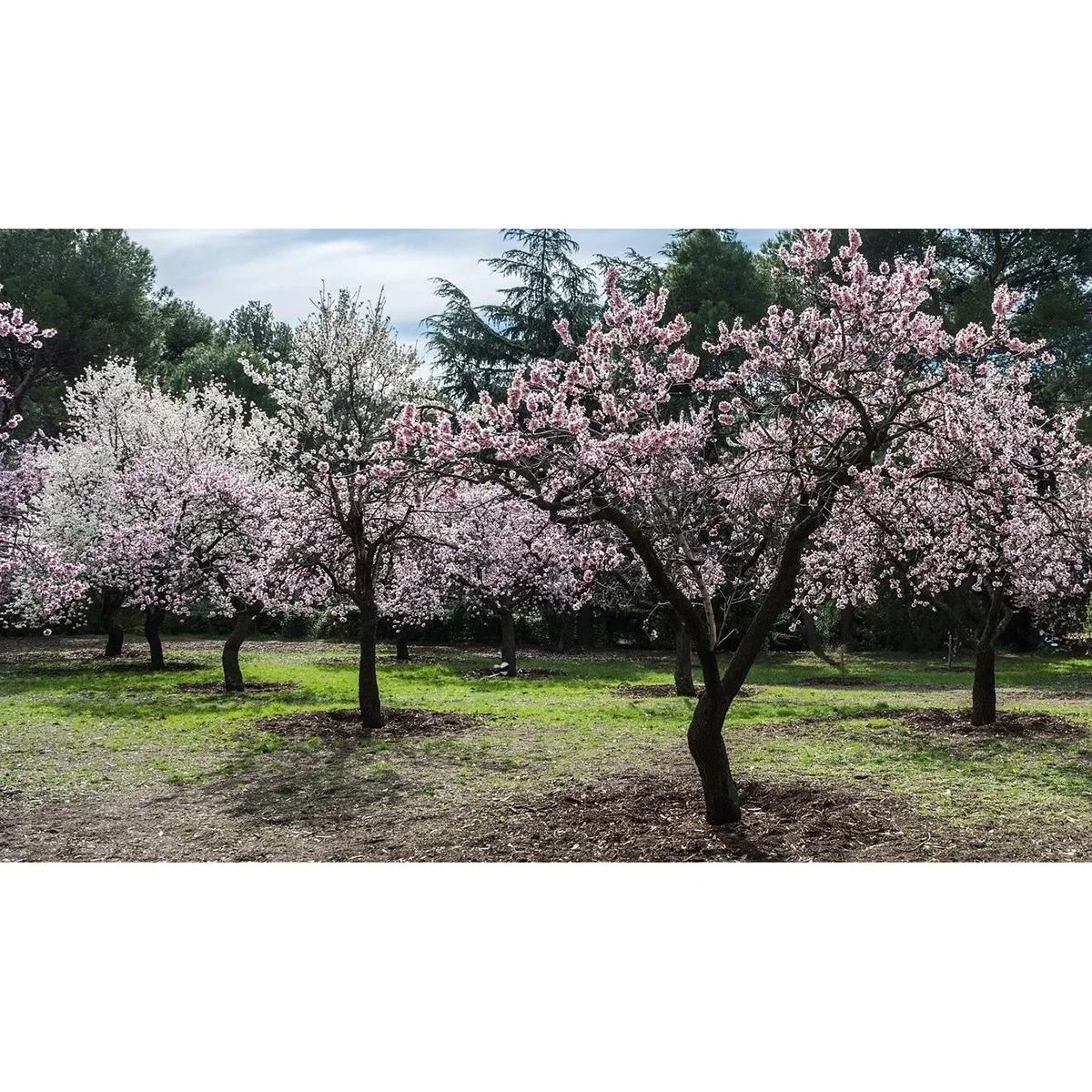 Blühender Mandelbaum - Prunus Triloba XXL - (140-160Cm) - 2 Stück - 0