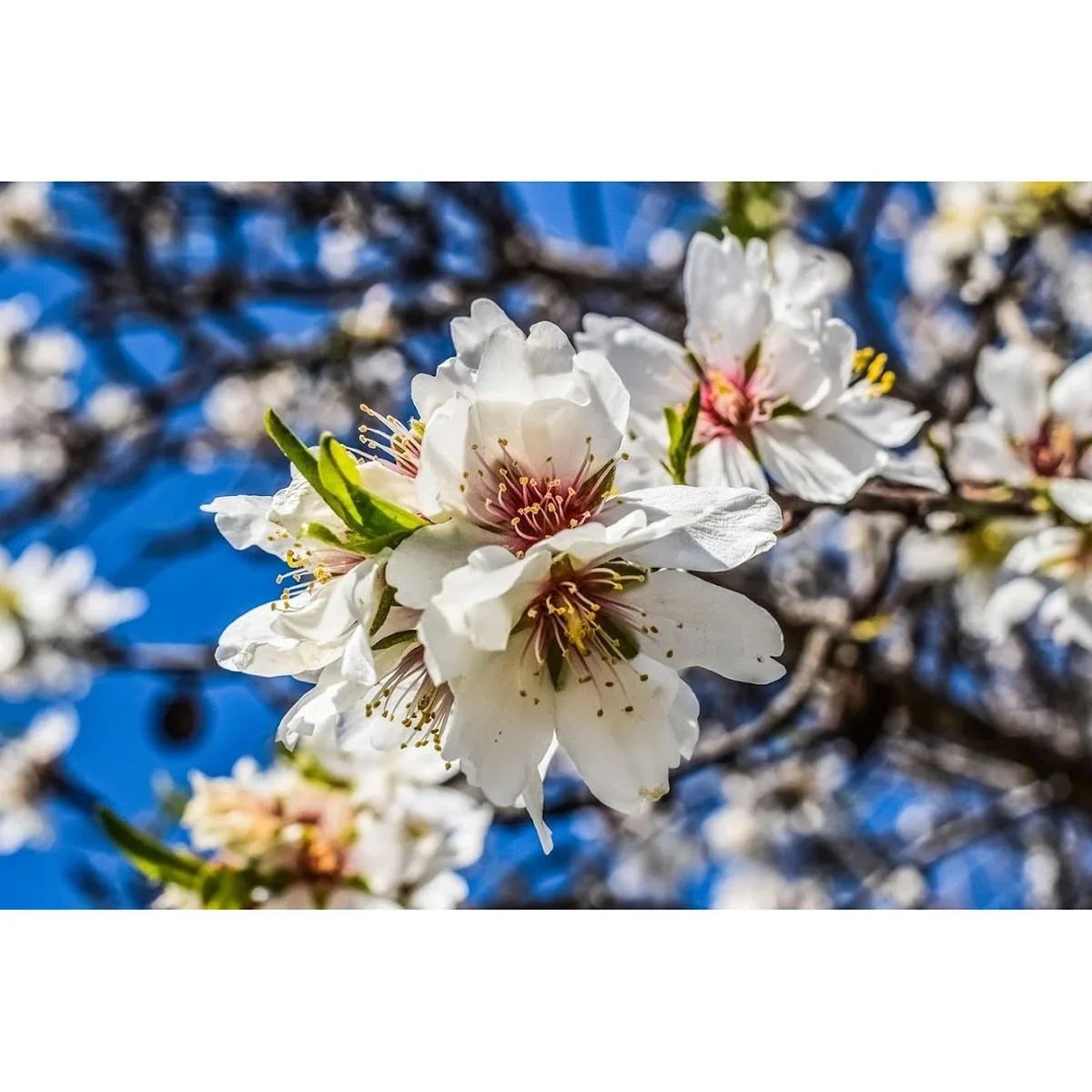 Blühender Mandelbaum - Prunus Triloba XXL - (140-160Cm) - 2 Stück - 1