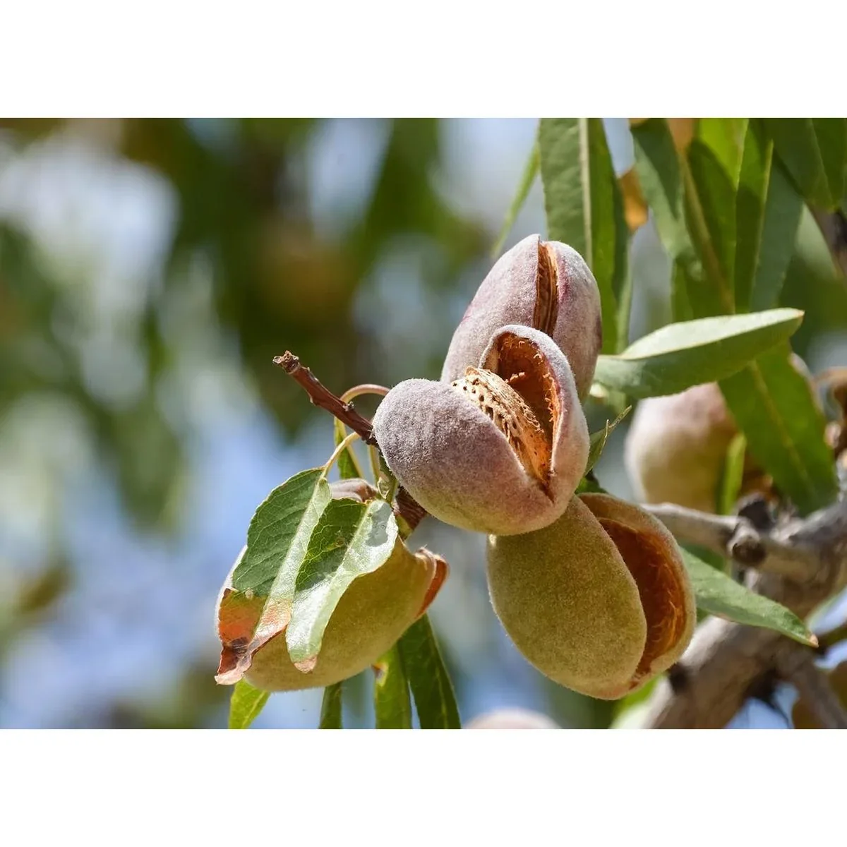 Blühender Mandelbaum - Prunus Triloba XXL - (140-160Cm) - 2 Stück - 2
