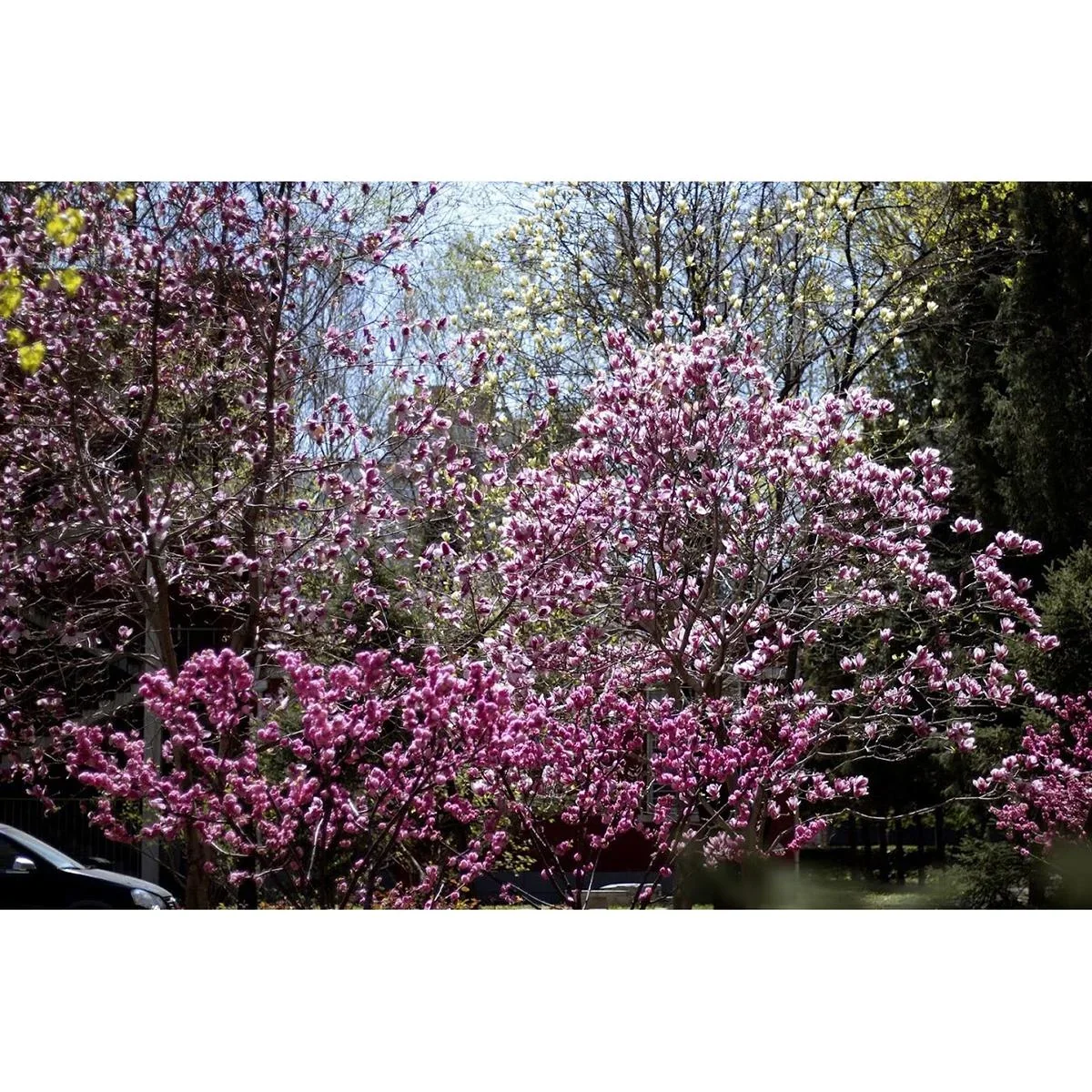 Blühender Mandelbaum - Prunus Triloba XXL - (140-160Cm) - 2 Stück - 3