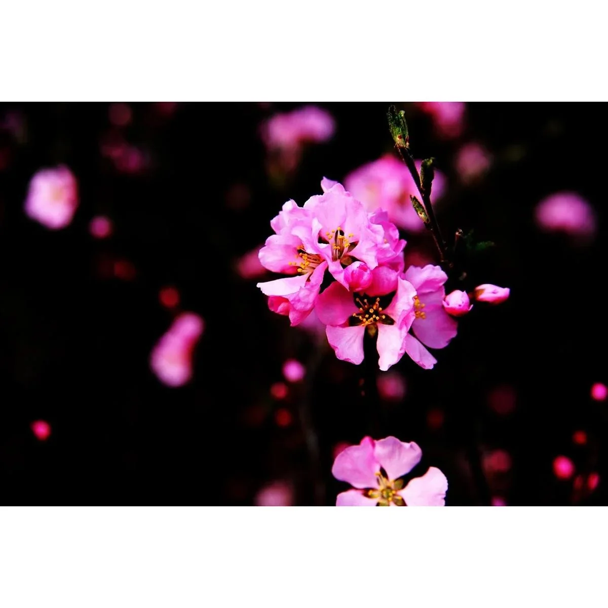 Blühender Mandelbaum - Prunus Triloba XXL - (140-160Cm) - 2 Stück - 5