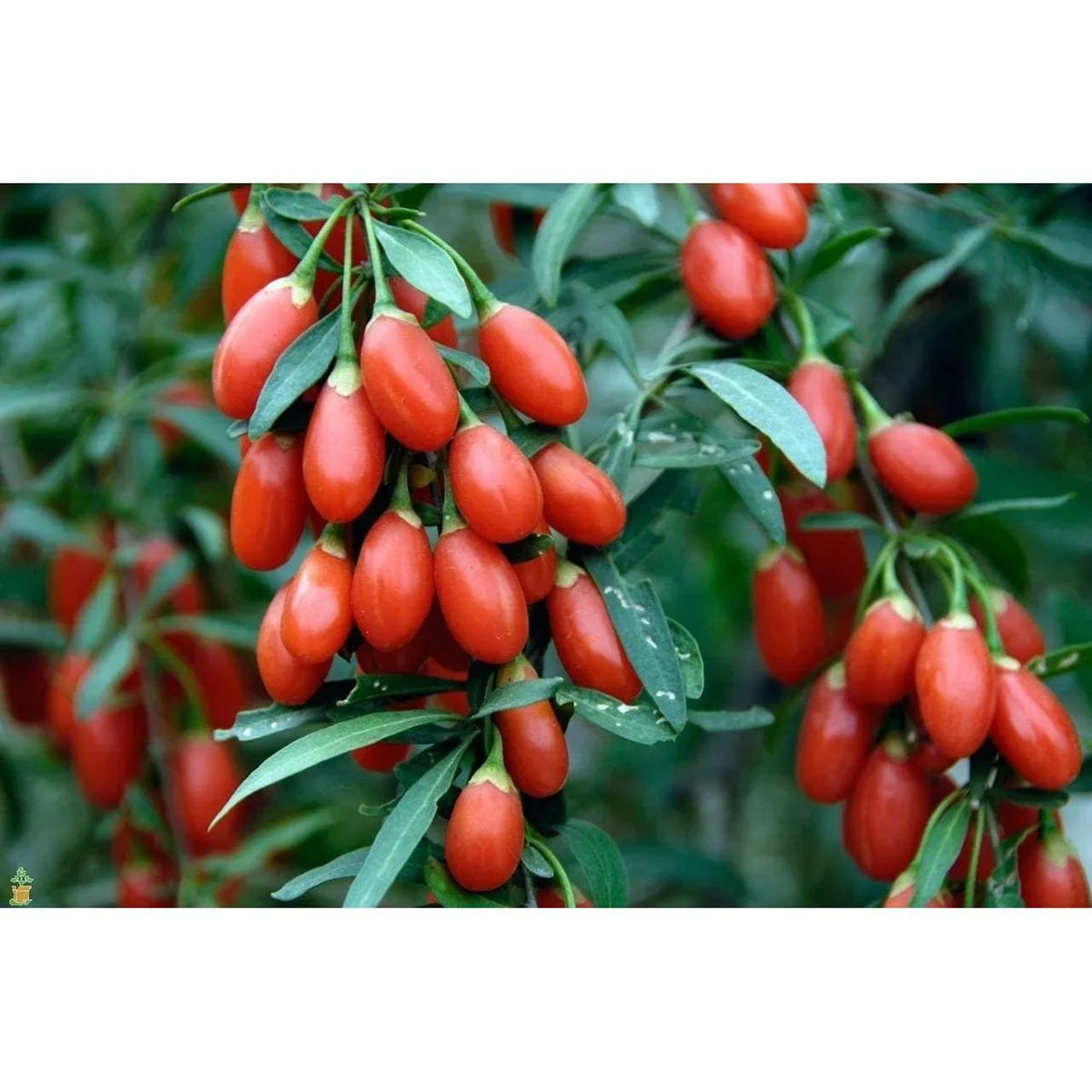 Bloem-up Vitamin-Pflanzen-Mix - 4 Stück ( 1x Goji-Beere, Honig-Beere, Blau-Beere & Granatapfel) - 1