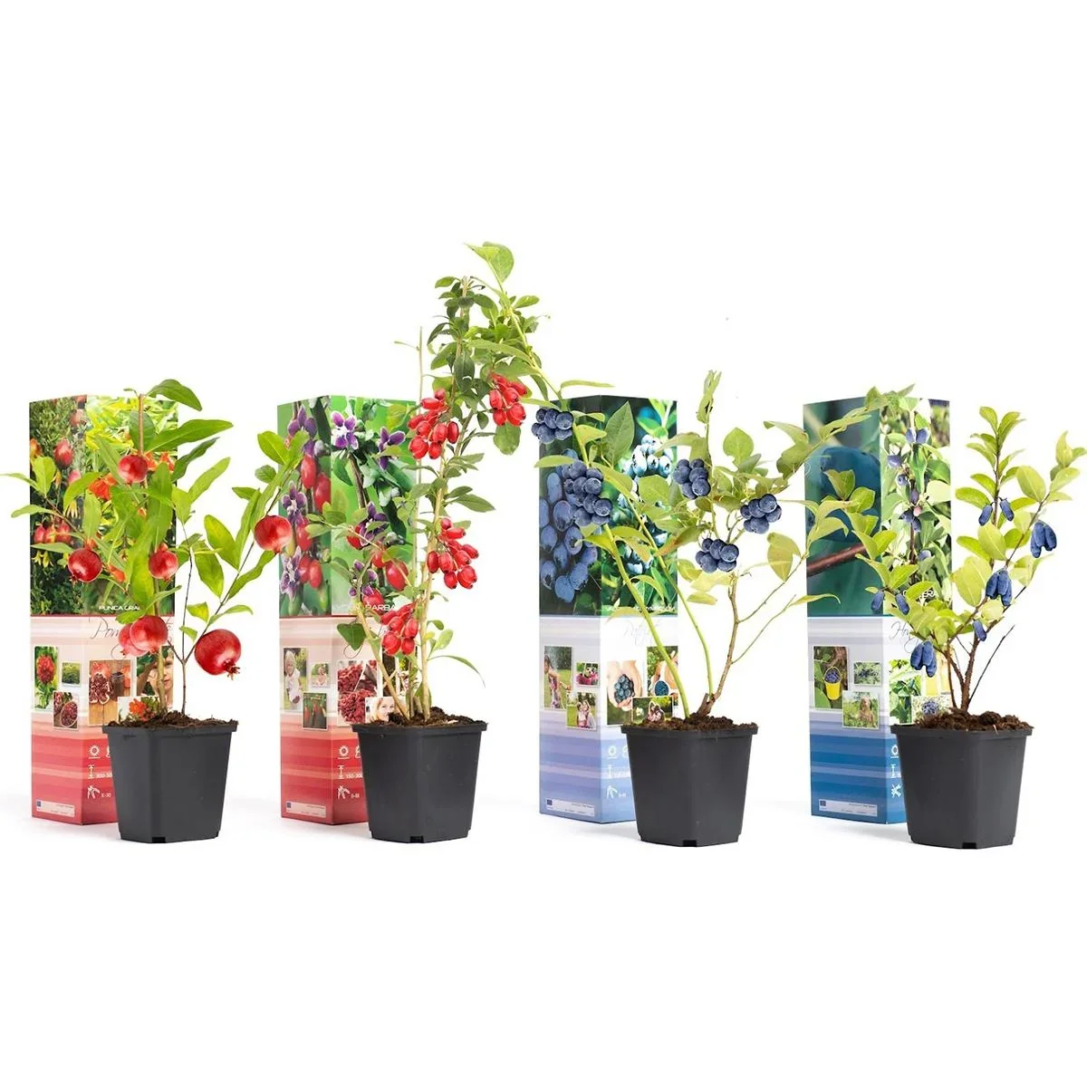 Bloem-up Vitamin-Pflanzen-Mix - 4 Stück ( 1x Goji-Beere, Honig-Beere, Blau-Beere & Granatapfel) - 2