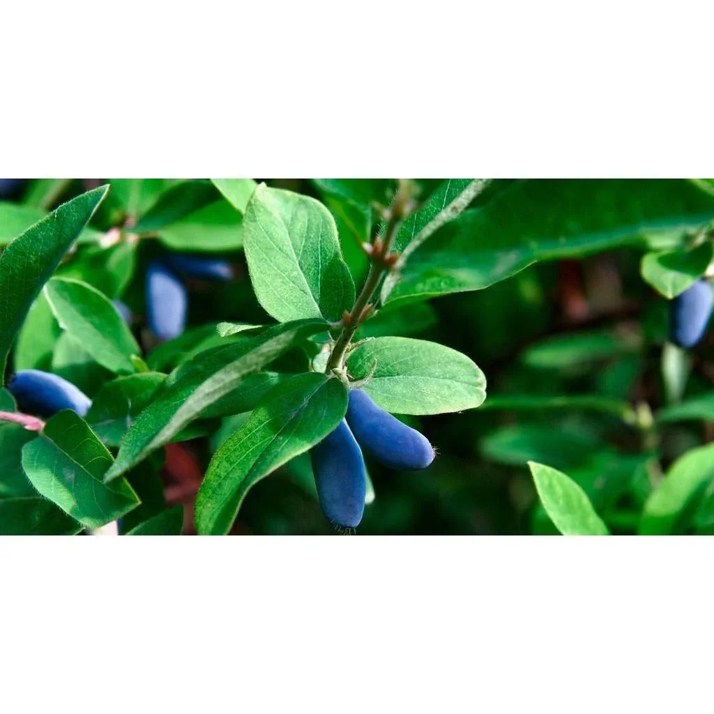 Bloem-up Vitamin-Pflanzen-Mix - 4 Stück ( 1x Goji-Beere, Honig-Beere, Blau-Beere & Granatapfel) - 3