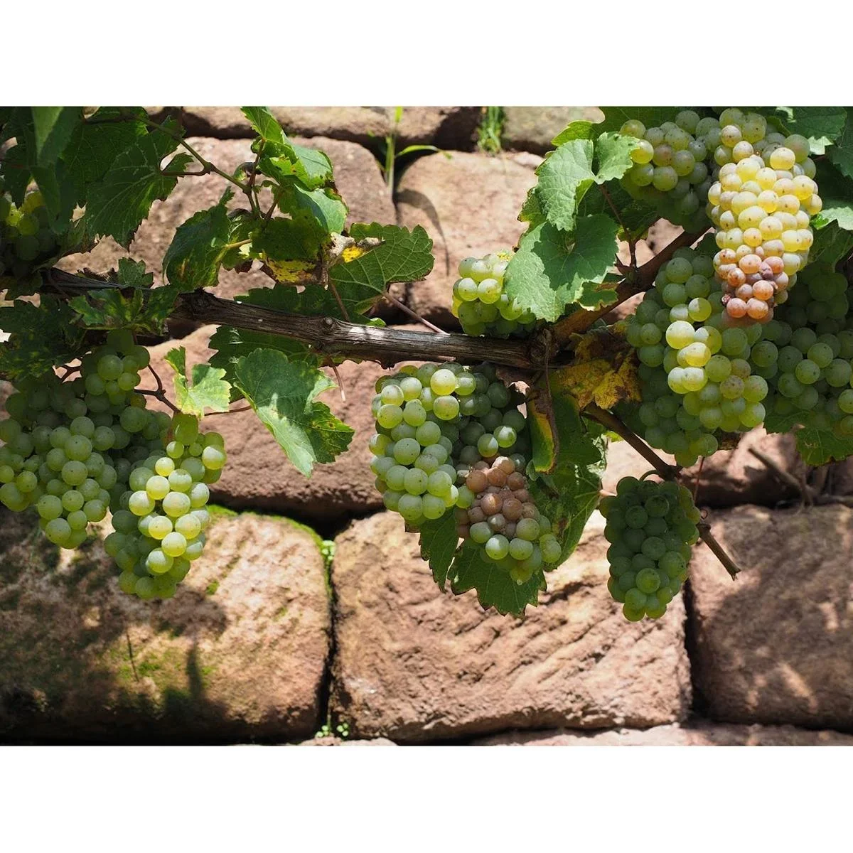 Flower-up Grapevines 4 pcs Mixed Set 1x Aurore, 1x Sauvignon, 1x Muscat Hamburg, 1x Merlot - 1