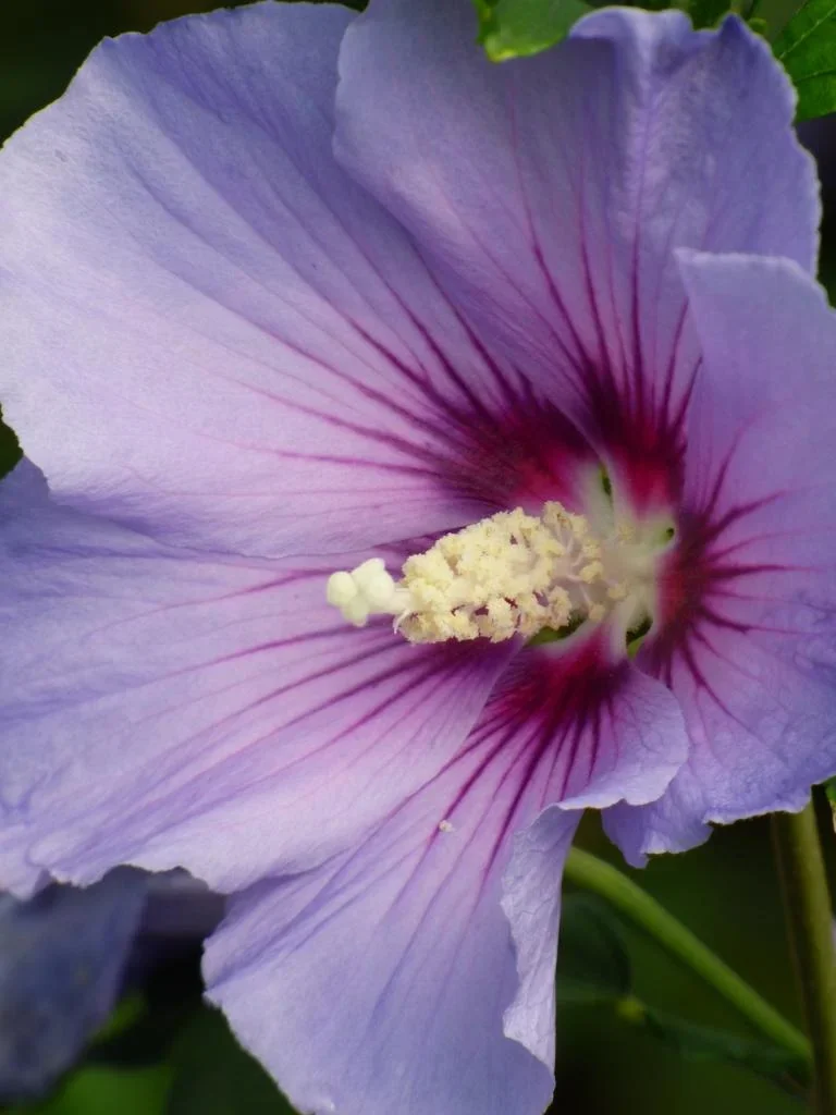 Garteneibisch Marina - Hibiscus syriacus - 7.5 L Topf 70-80 cm - 0