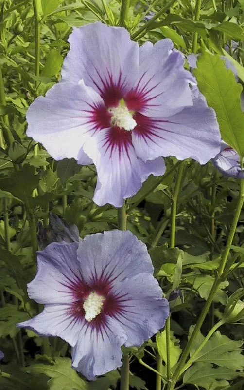 Garteneibisch Marina - Hibiscus syriacus - 7.5 L Topf 70-80 cm - 1