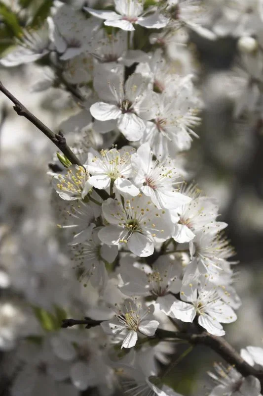 SchleheSchwarzdorn Prunus spinosa - 7.5 L Topf 60-80 cm - 0
