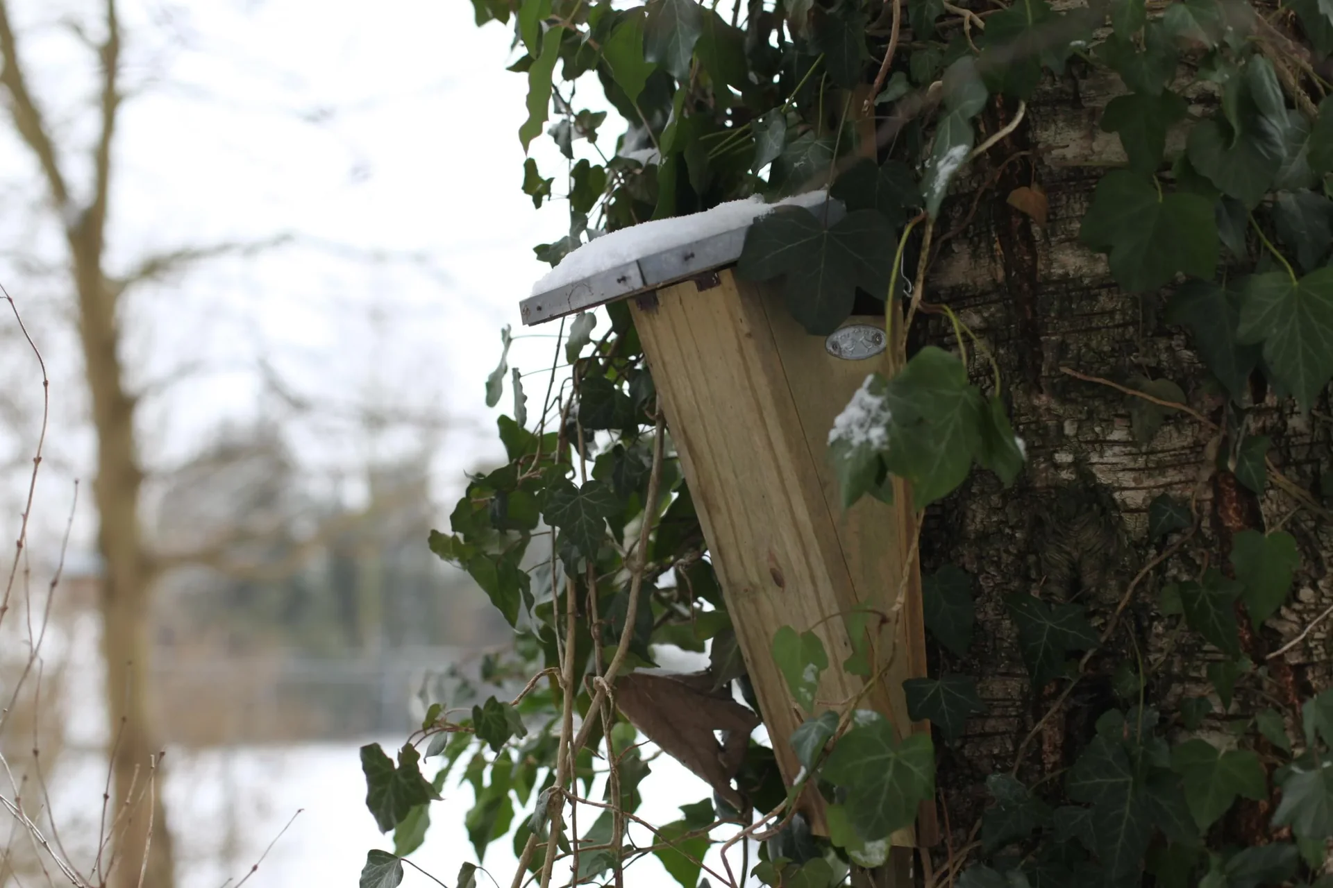 Gartenbaumläufer Nistkasten - 1