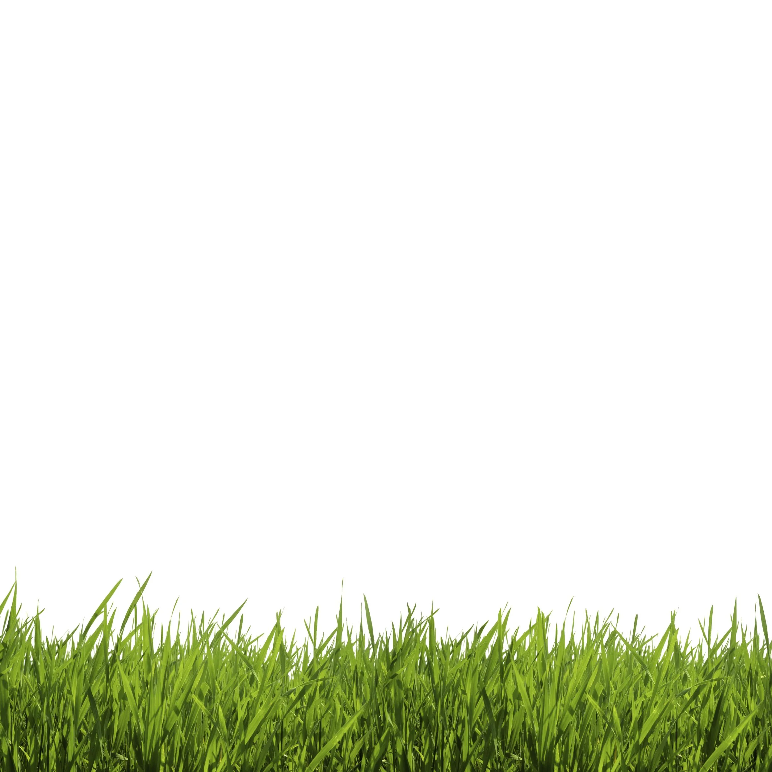 Hydro Mousse - Begrünungssystem Rasennachsaat - 2