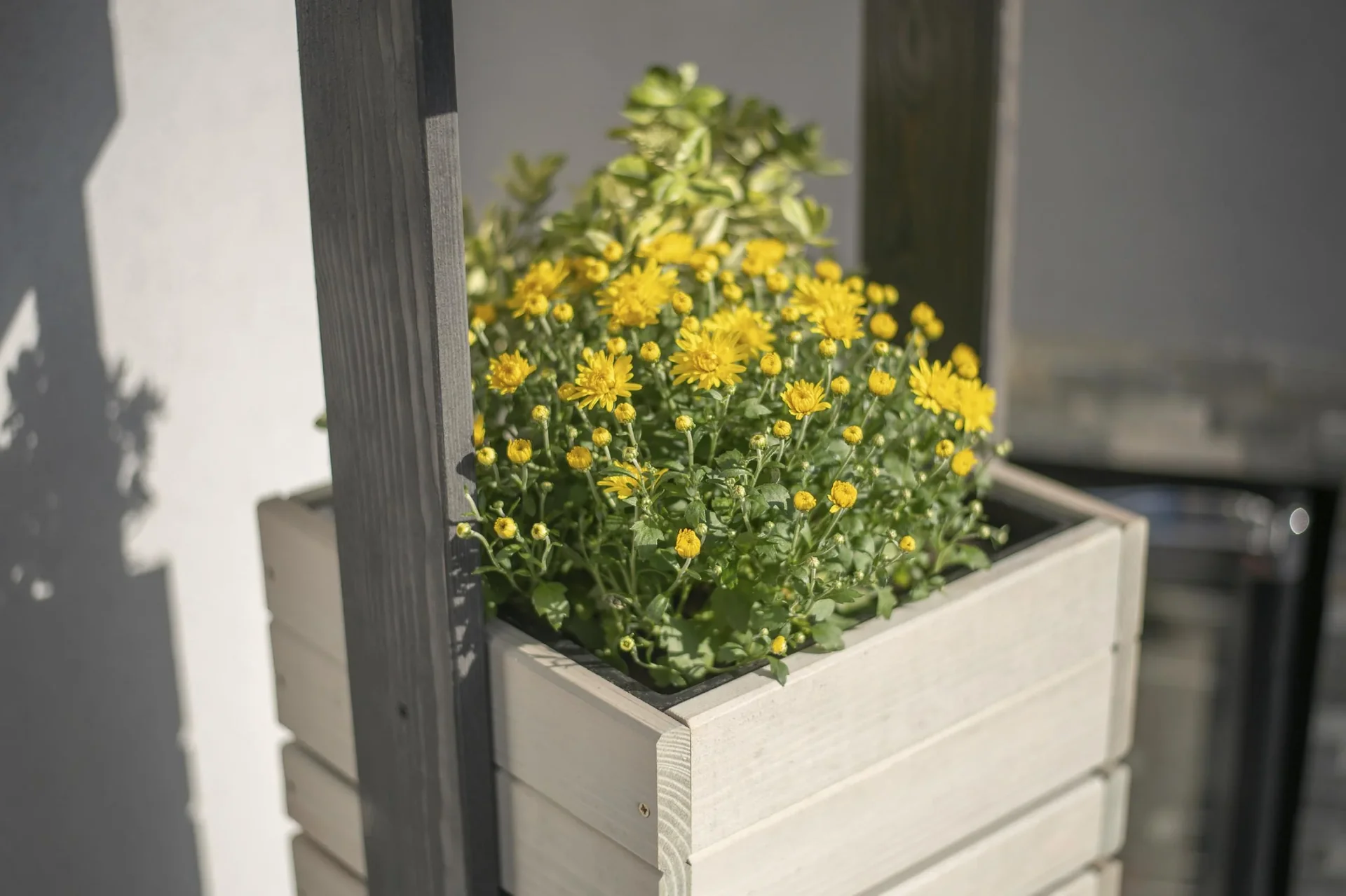 Pflanzkübel Maja - 2