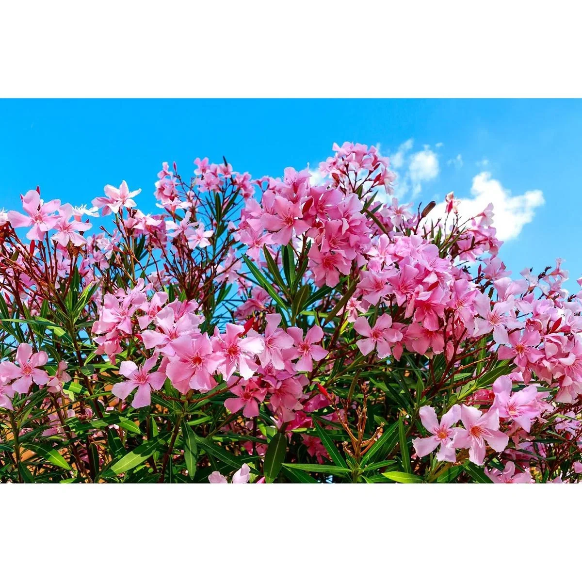 Flower-up Tropical Nerium oleander Pflanzen - 8 Stück - 25-38 cm - winterhart immergrün - 0