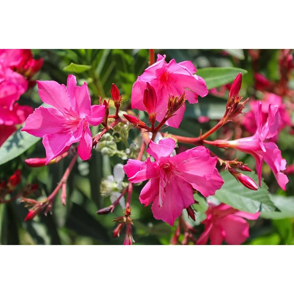 Flower-up Tropical Nerium oleander Pflanzen - 8 Stück - 25-38 cm - winterhart immergrün - 1