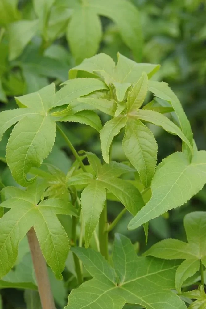 Amberbaum säulenförmig Liquidambar styracifl. Slender Silhouette - 7 L Topf 80-100 cm - 0
