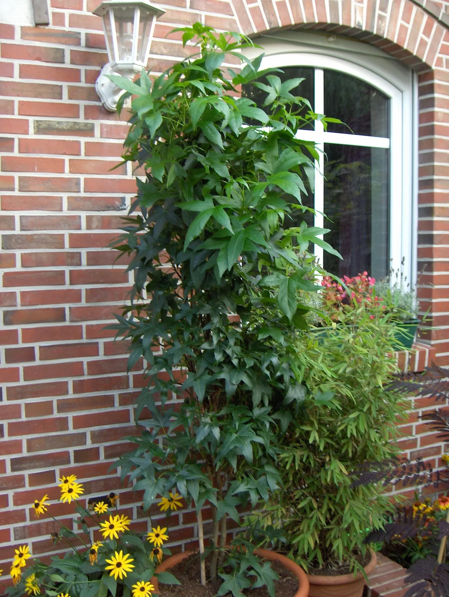 Amberbaum säulenförmig Liquidambar styracifl. Slender Silhouette - 7 L Topf 80-100 cm - 1