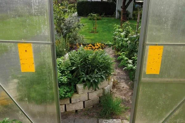 Gelbtafeln beleimt, 7 St. - zur giftfreien Insektenbekämpfung - 0