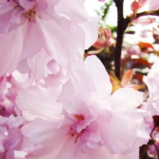 Nelkenkirsche japanisch Kanzan - Prunus serrulata - 20 L Topf Stammhöhe 120 cm - 1