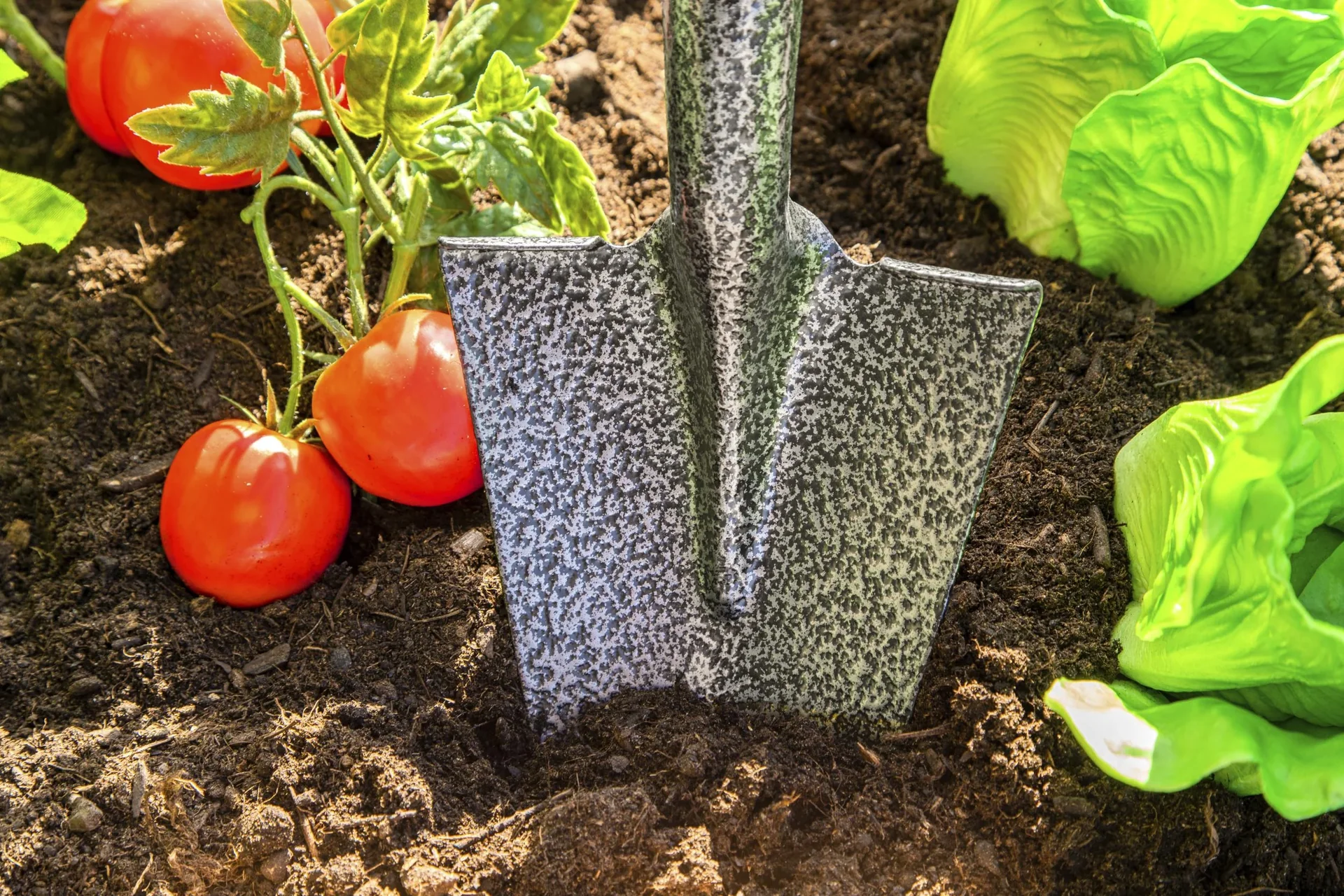 Spaten/Schaufel XXL gelb - 2