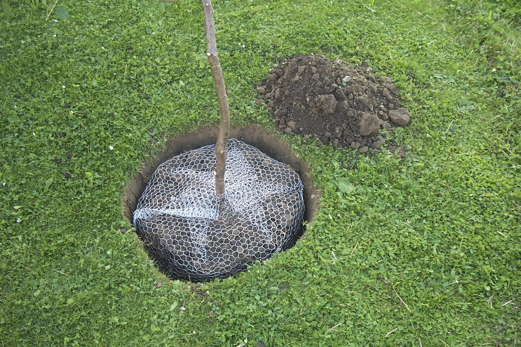 Wühlmauskorb klein, 40 cm hoch - 0