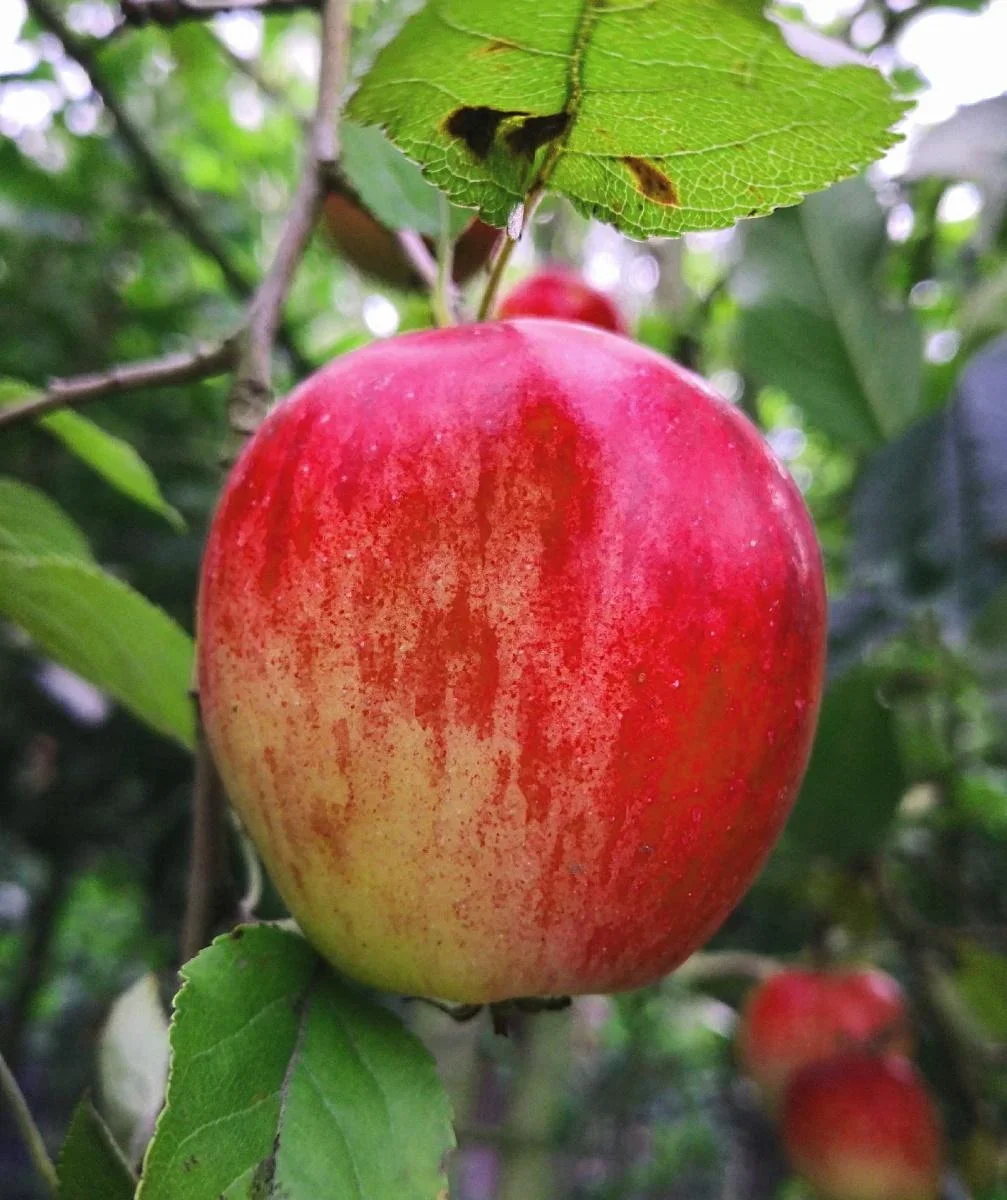 Apfel "Idared + Dülmener" 2 Sorten auf einem Stamm, im 10L-Container - 0