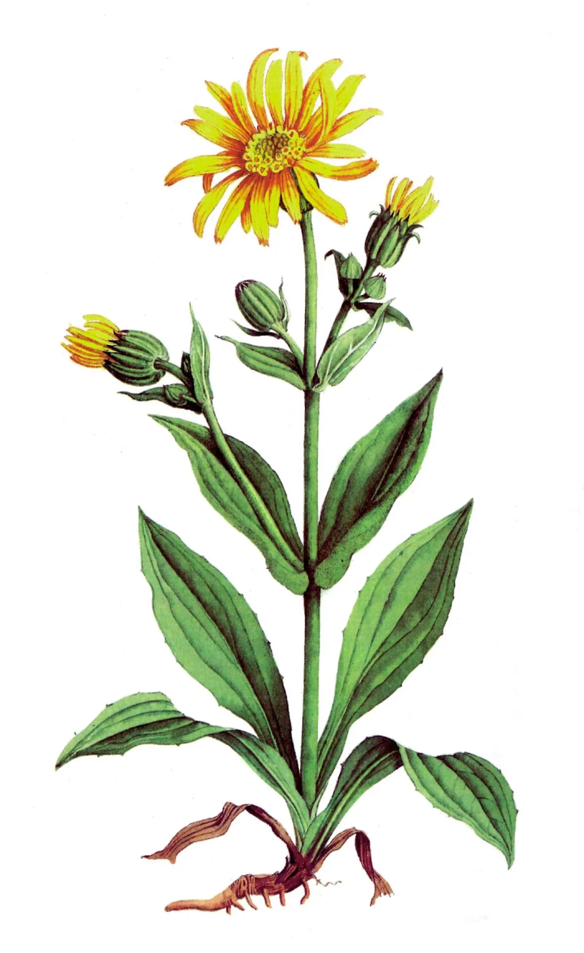 Arnika-Massage-Creme, Hautwärmend, 100 ml - 0