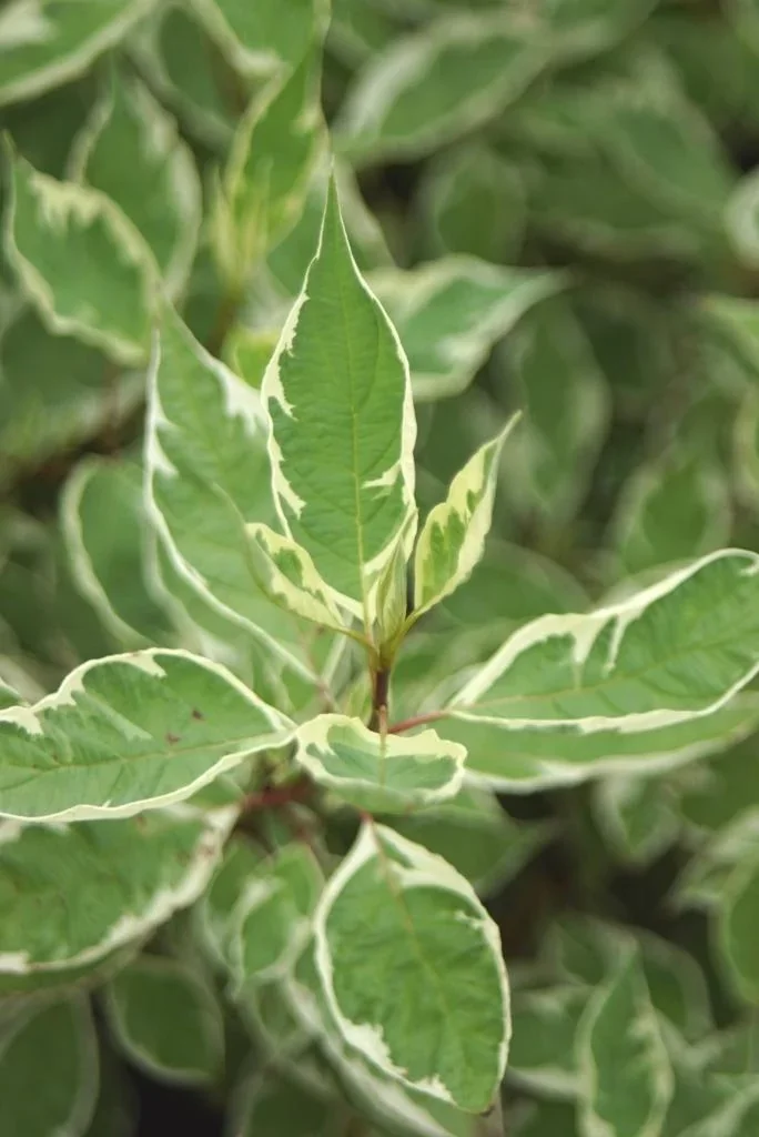 Hartriegel weißbunt Elegantissima - Cornus alba - 12 L Topf 100-125 cm - 0