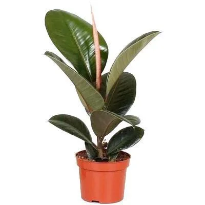 Bloem-up Luftreinigende Zimmerpflanzen - Mix-Set - 25 - 45 cm - 5 Stück - 0