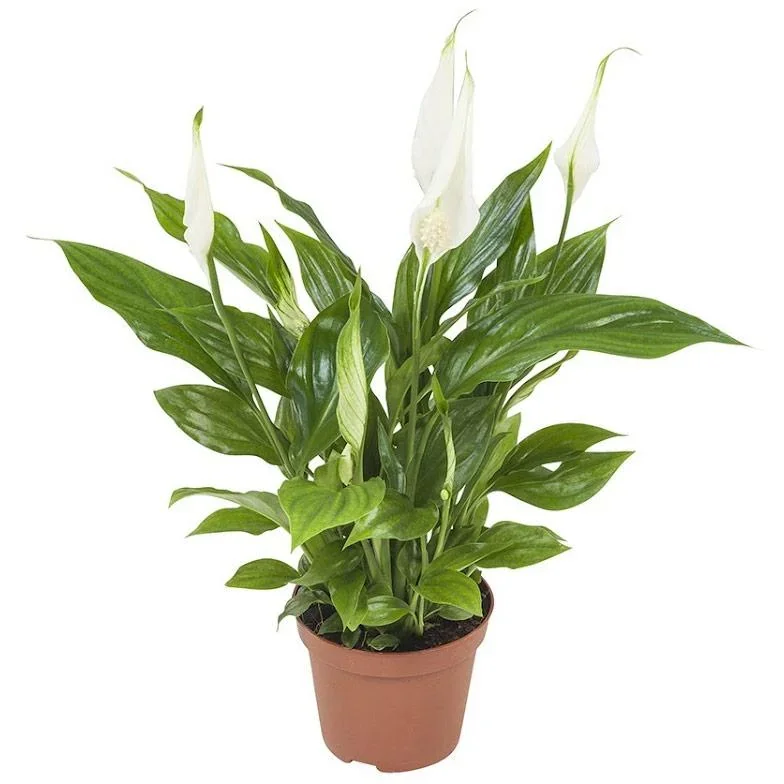 Bloem-up Luftreinigende Zimmerpflanzen - Mix-Set - 25 - 45 cm - 5 Stück - 2