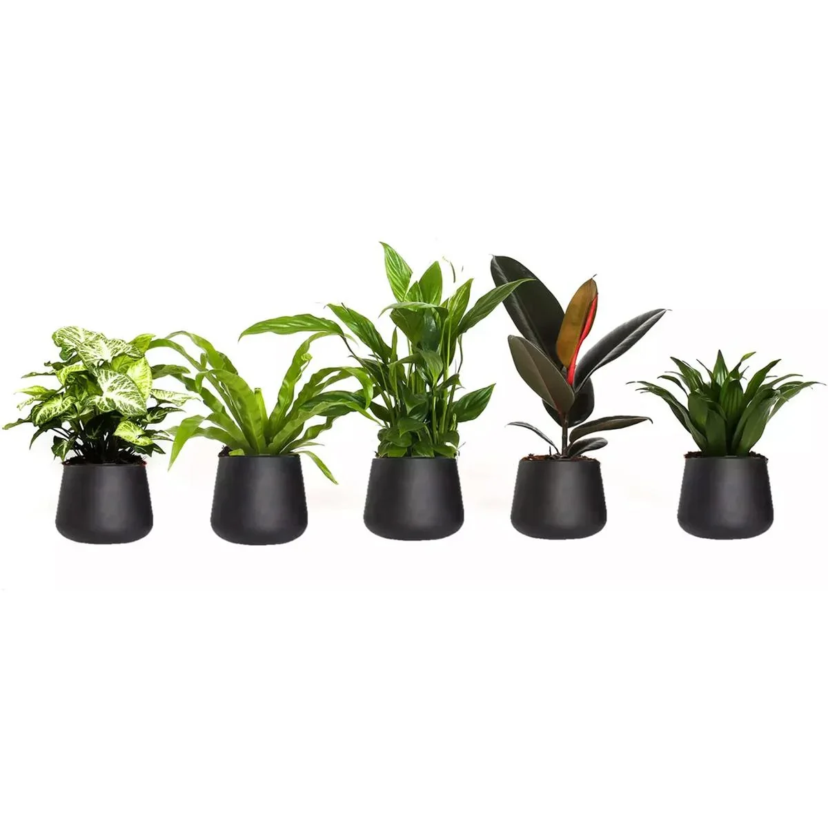Bloem-up Luftreinigende Zimmerpflanzen - Mix-Set - 25 - 45 cm - 5 Stück - 6