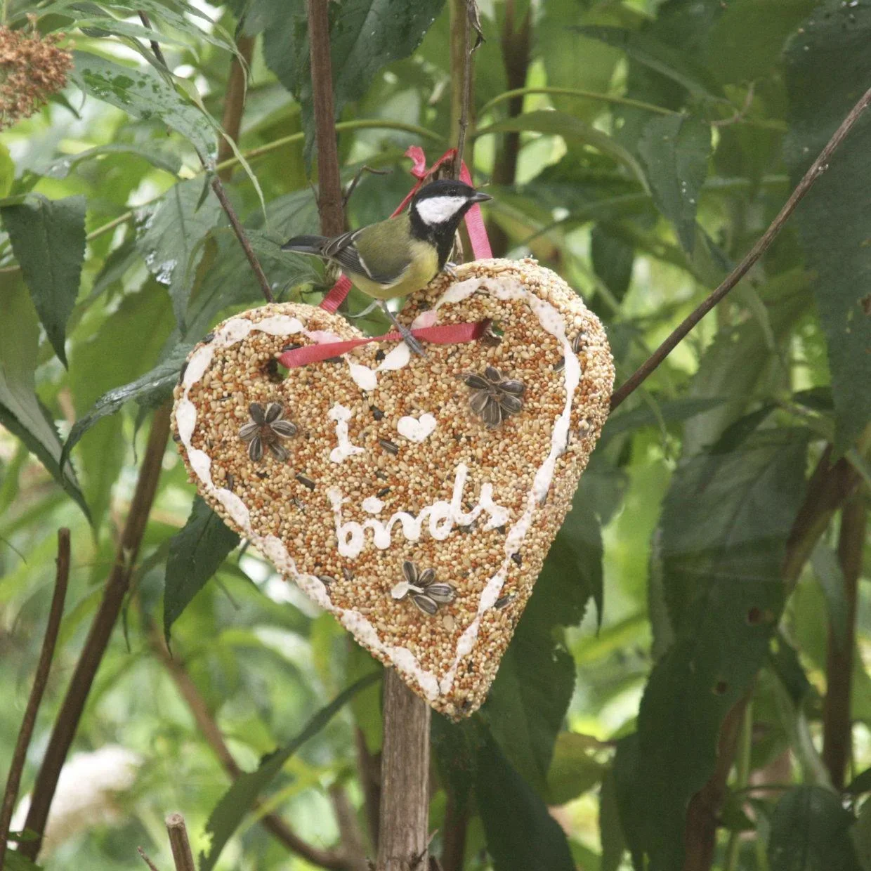 Vogelfutter "Herz" - 1