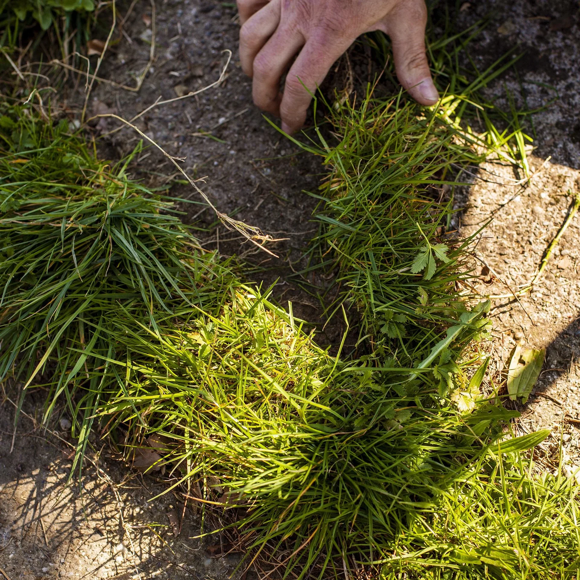 UPP Rasenkantenschneider Easy - 3