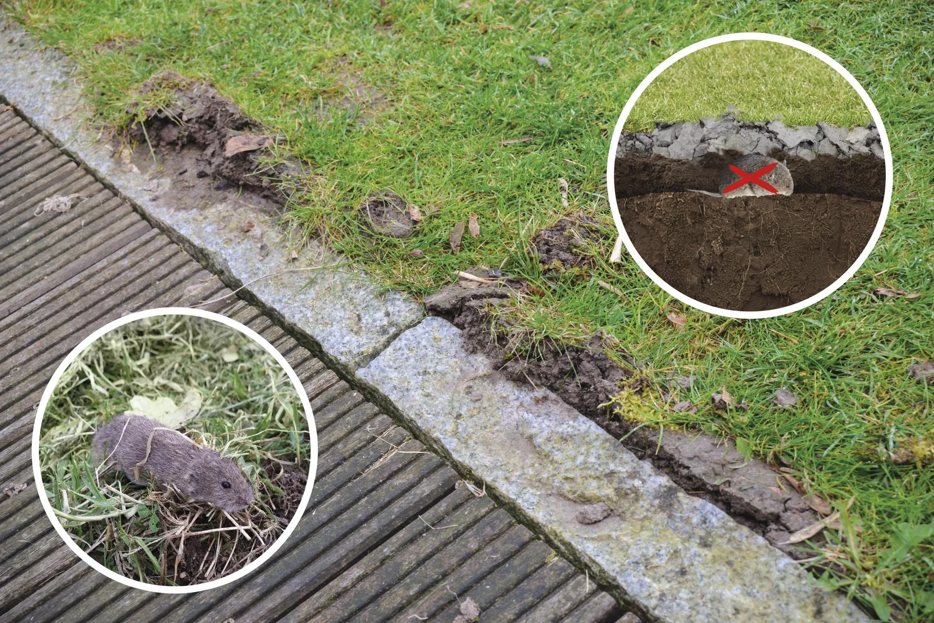 Wühlmaus-Zangenfalle 4er Set - 3