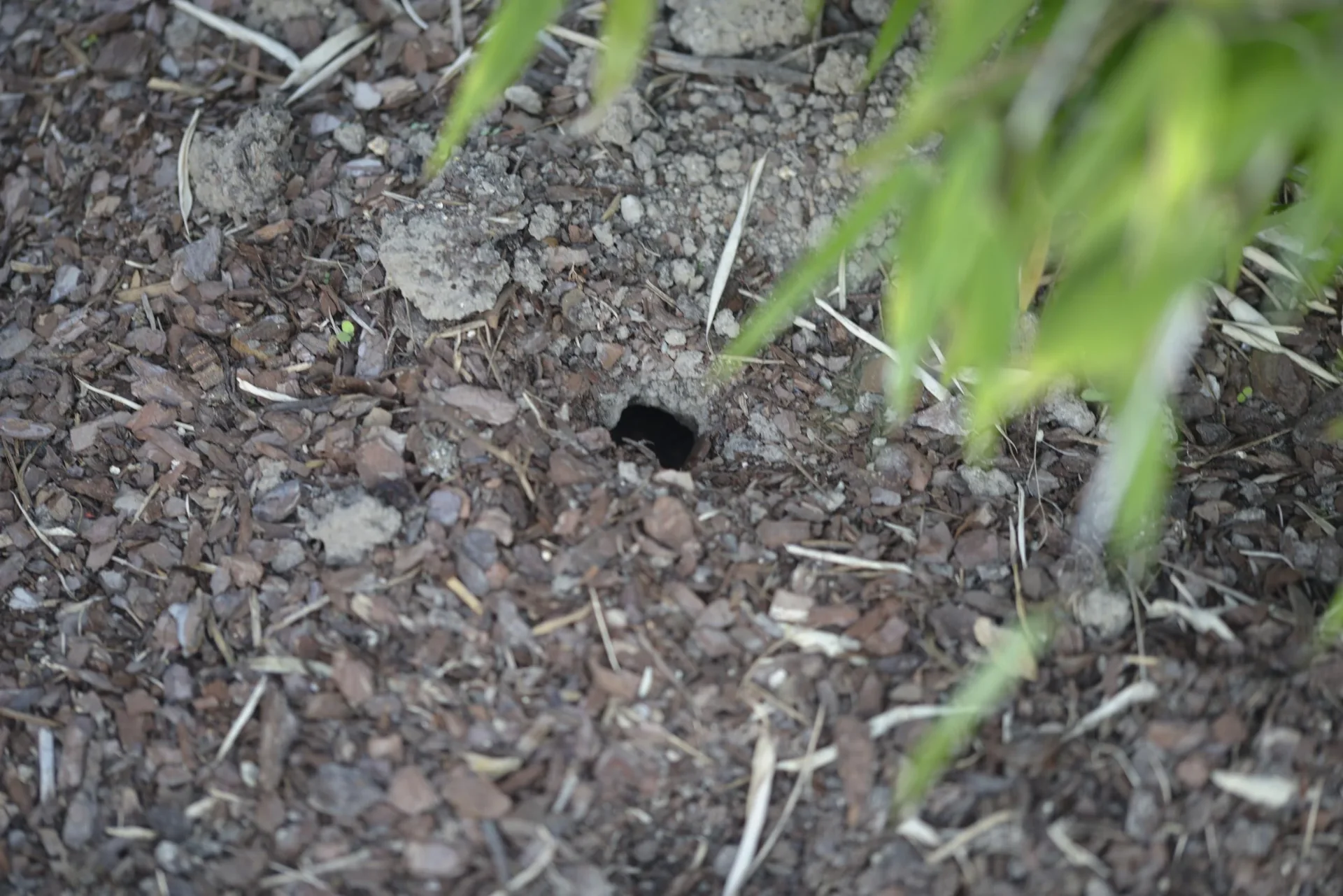 Wühlmaus-Zangenfalle 4er Set - 9