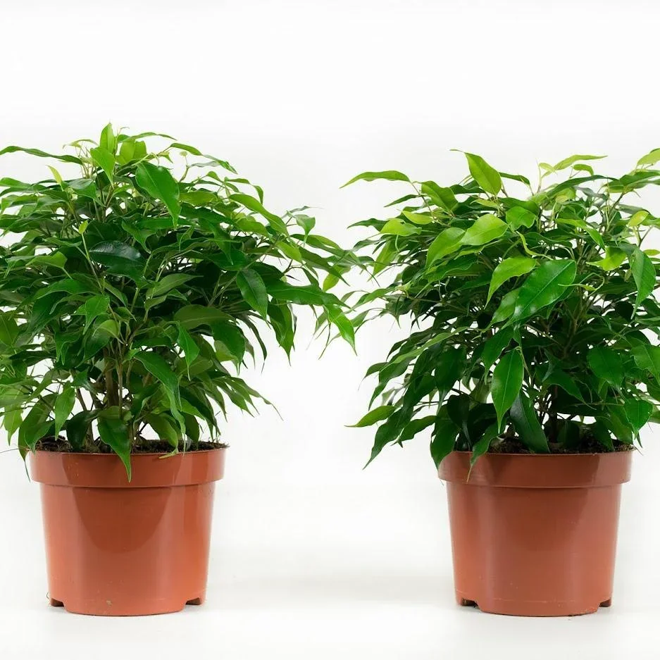 Flower-up Trauerfeigen Ficus Benjamina 3 Stück 25-35 Cm Ficus benjamina Grün Kinky, Kinky & Natasja - 0