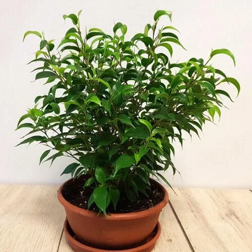 Flower-up Trauerfeigen Ficus Benjamina 3 Stück 25-35 Cm Ficus benjamina Grün Kinky, Kinky & Natasja - 2