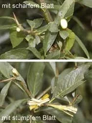 Set Elektro-Heckenschere "GM 7160", mit Sicherheits-Arbeitsgurt + Diamant-Schärfer-Set, 2er - 6