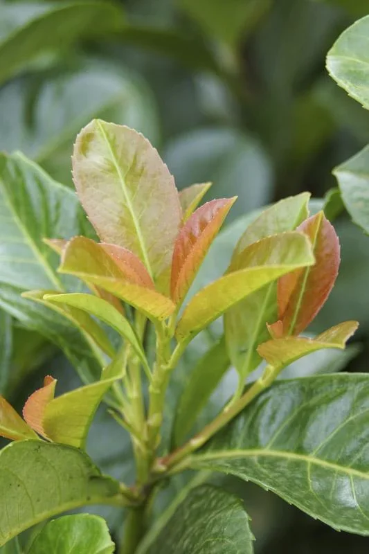 Lorbeerkirsche, Prunus lauroc. "Etna", 4,6 Liter Topf, 3 Stück im Set - 0