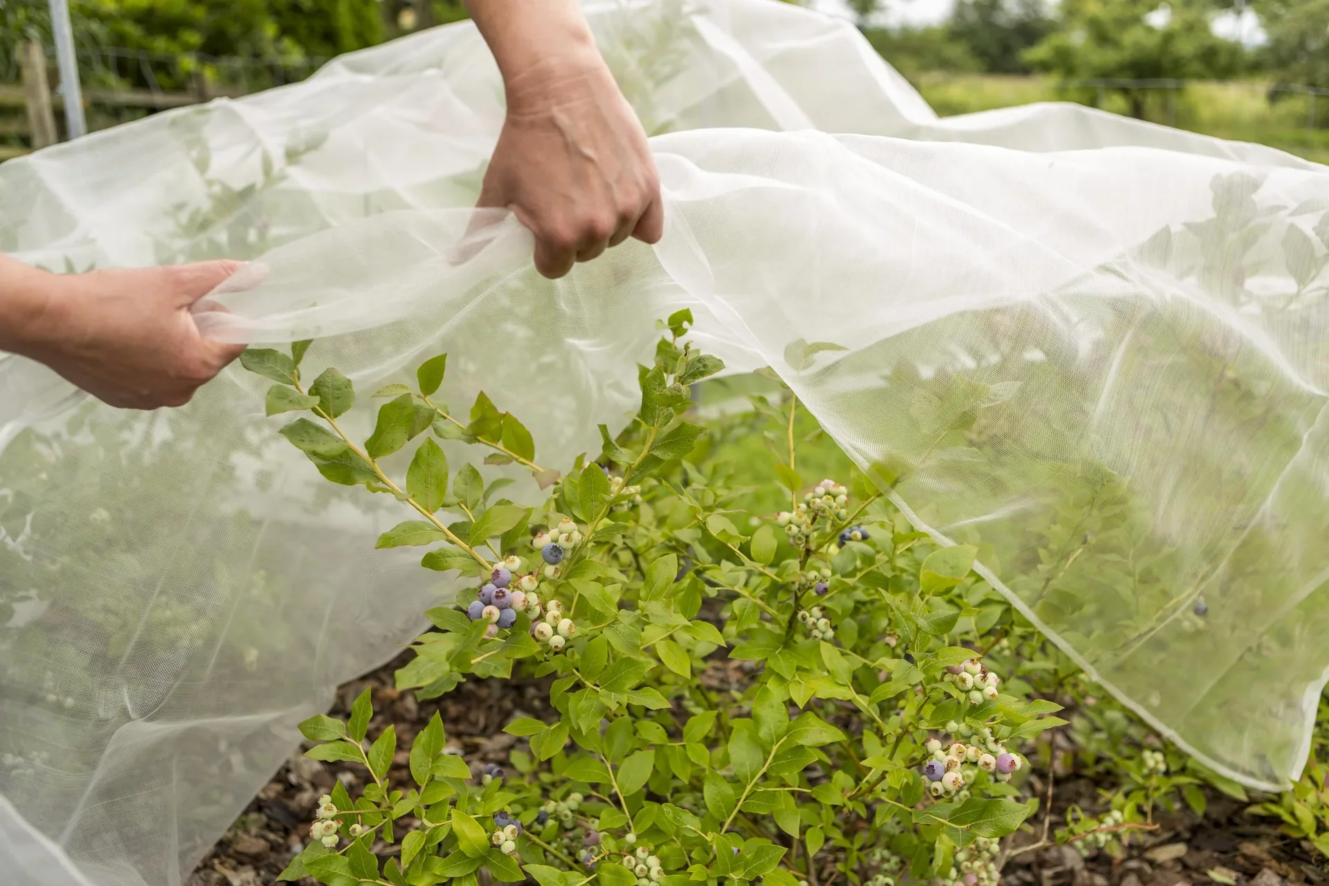 SchädlingsschutzNetz - 1 Stück - 2