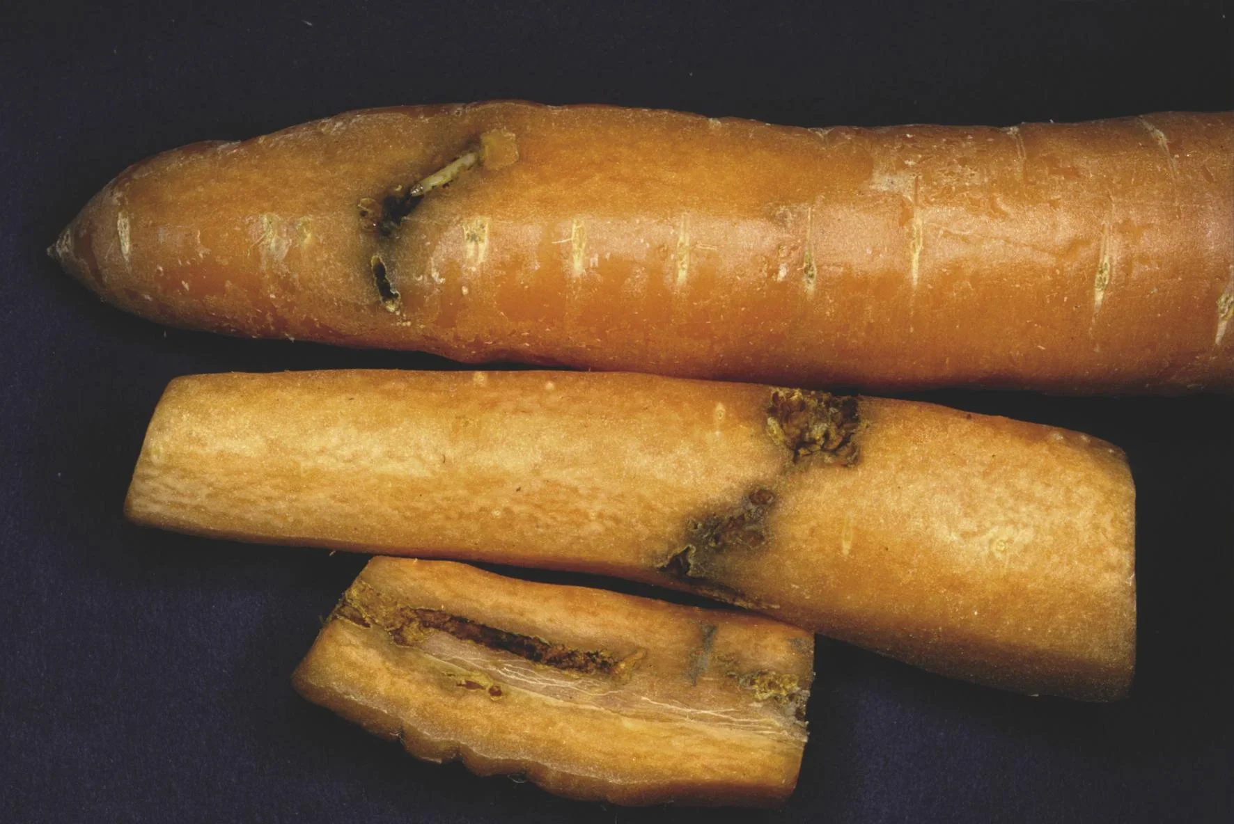 SchädlingsschutzNetz - 1 Stück - 3